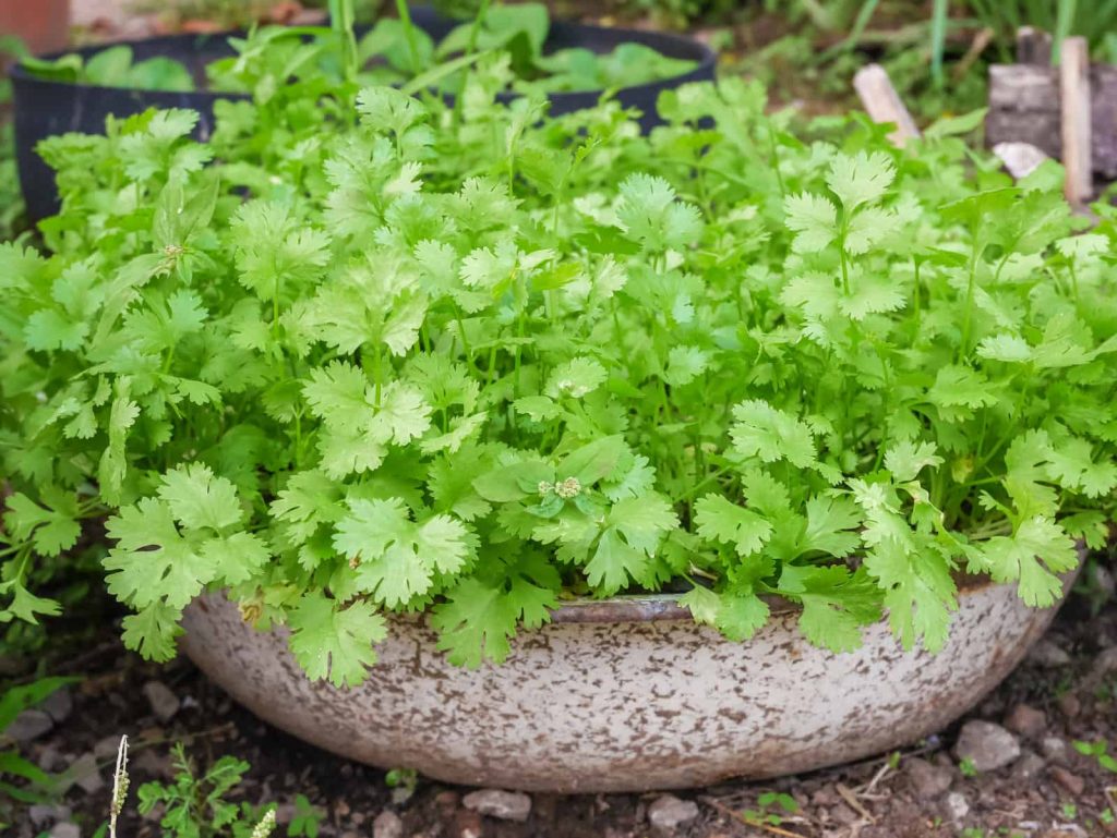 گیاهان خوراکی در آشپزخانه