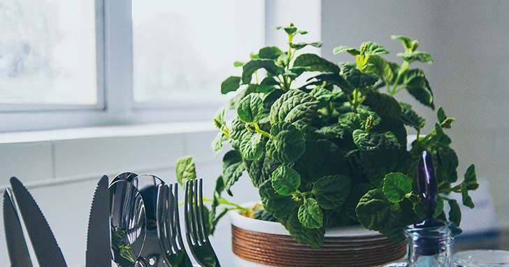 نعناع از گیاهان خوراکی در آشپزخانه